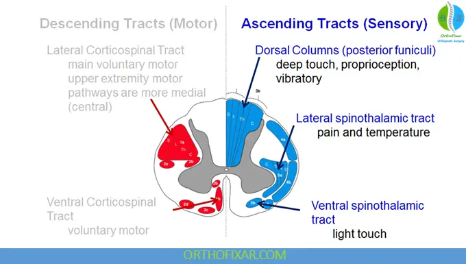 spinal cord tracts
