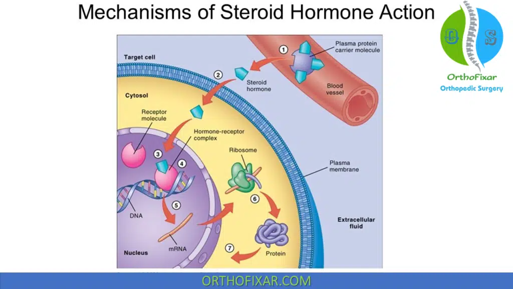 steroid mechanism
