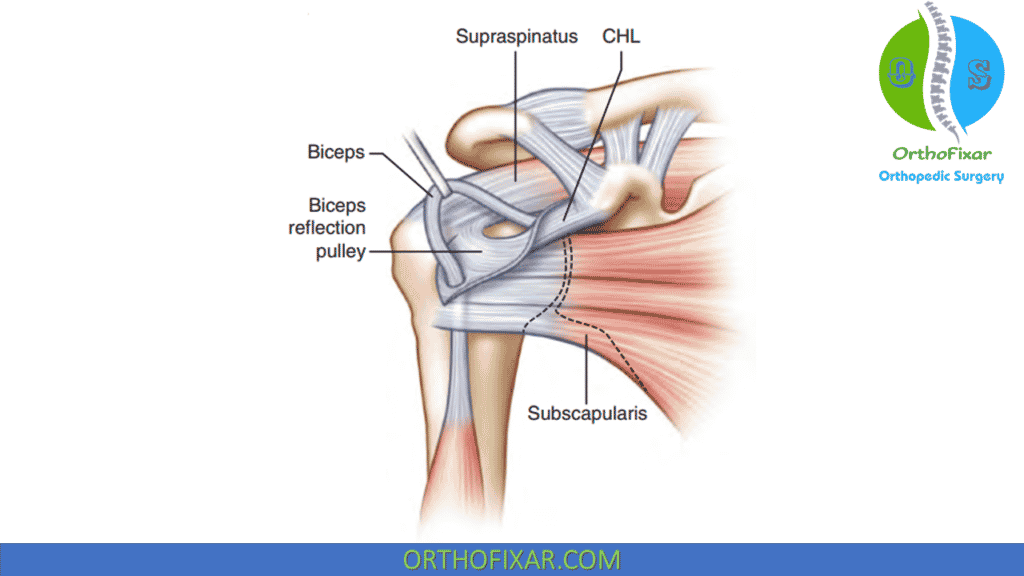 structure of the bicipital sheath and biceps reflection pulley