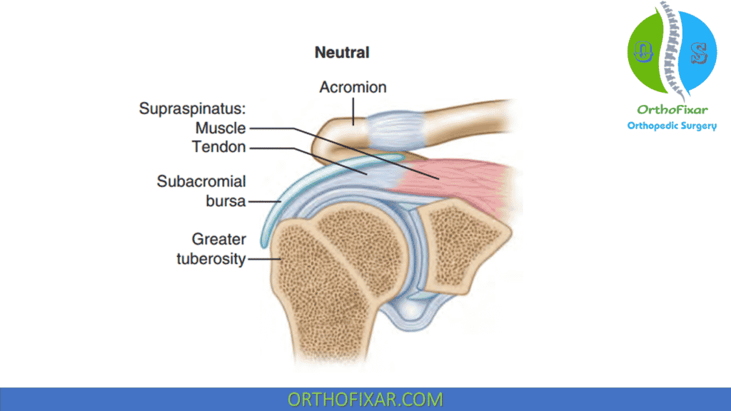 supraspinatus tendon