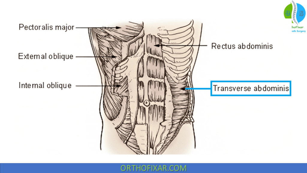 transversus abdominis