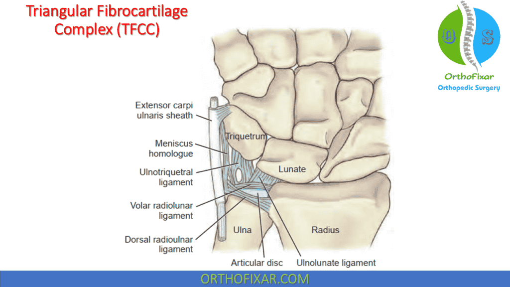 triangular fibrocartilage complex (TFCC)