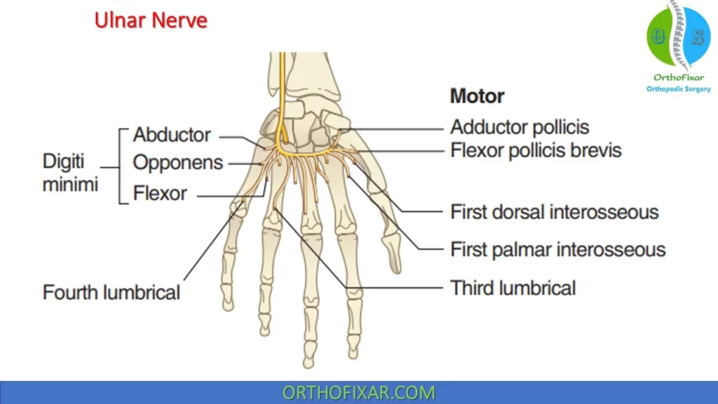 Ulnar Nerve Anatomy Hand Anatomy Of The Deep Branch Of The Ulnar Nerve
