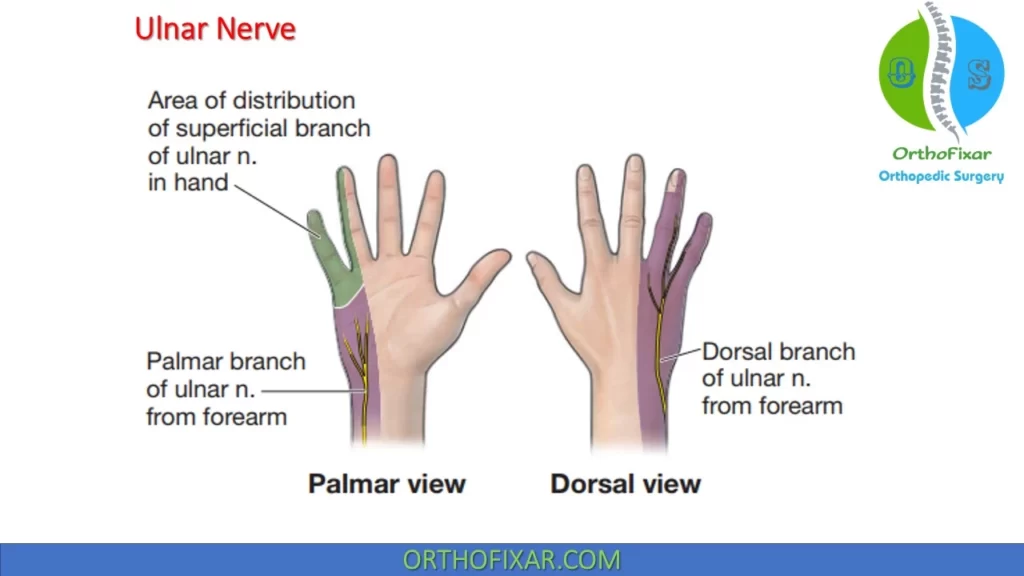 ulnar nerve sensory distribution