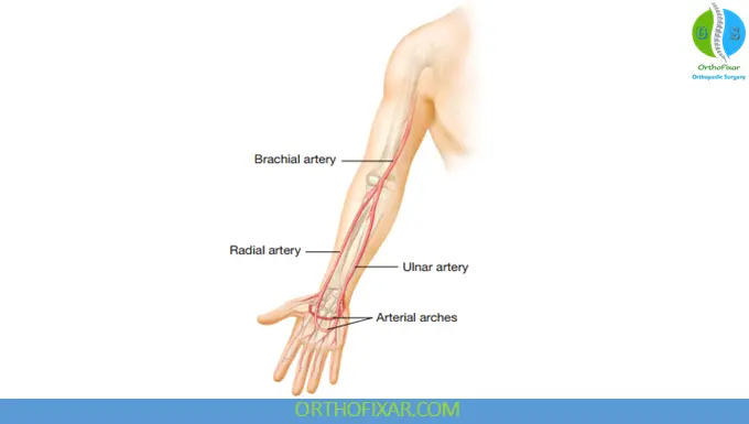 upper limb Arteries