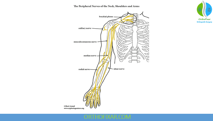 upper limb nerves