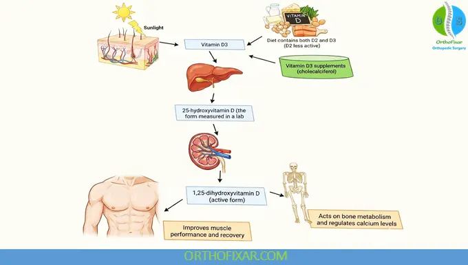 vitamin d pathway in body