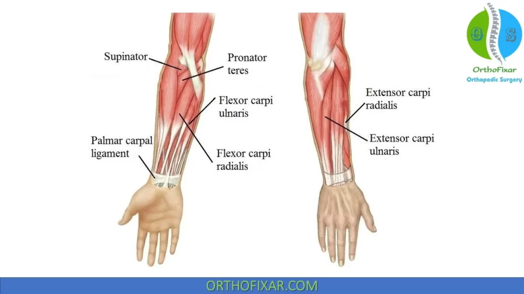 wrist muscles